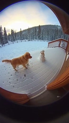 Security Cam Catches Puppy Stopping a ‘Suspicious’ Snowman