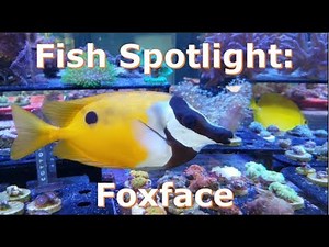Fish Spotlight: Fox Face