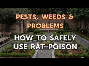 How to Safely Use Rat Poison