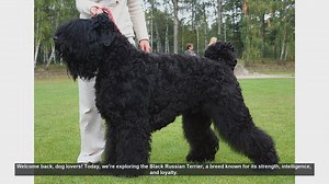 Black Russian Terrier: Pros and Cons of This Loyal Breed