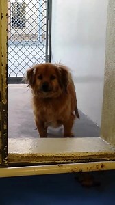 30 reactions · 32 shares | Sweet TEDDY and handsome NIKKO were...