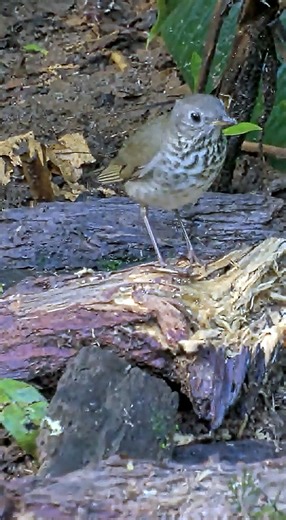 13K views · 400 reactions | 89th Species at the Panama Feeders:...