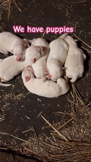 100% Great Pyrenees puppies 3 days old 12/07/25 available beginning of year #puppy