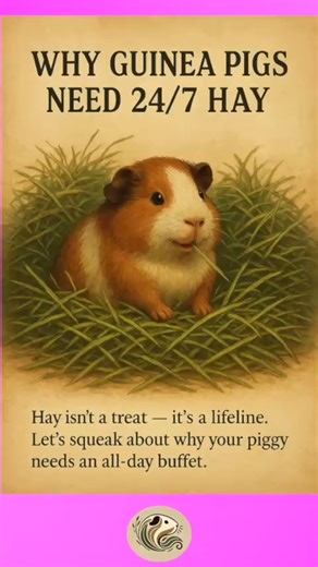 Discover why hay is essential for guinea pigs in this educational 10-slide guide from The Cavy Whisperer. Learn how 24/7 access to fresh hay supports healthy teeth, digestion, enrichment, and bonding — plus tips on choosing the right type and keeping it clean and fresh.#CavyWhisperer #AdoptDontShop #cuteanimals #guineapiglove #piggies #guineapigcare #GuineaPigLife #cute #piggy #pets | The Cavy Whisperer