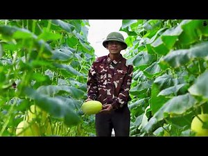 Nejmasivnější Skleníky Na Zemi