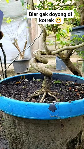 70 reactions · 65 comments | Biar gak doyong di kotrek  #saengSimbur #bonsaitree #fyp | Karimun Java | Facebook