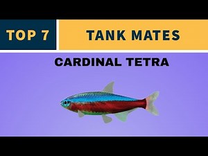 TOP 7 TANK MATES FOR CARDINAL TETRA