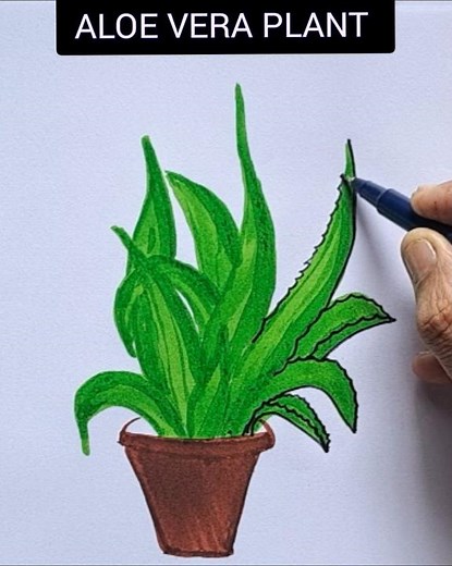 how to draw aloe vera plant easily/ aloe vera easy drawing