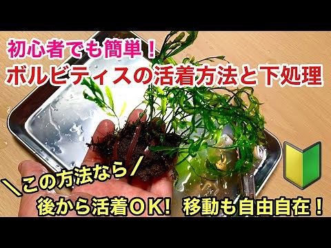 初めてでも簡単！ボルビティスの活着方法とその下処理、ＡＤＡ、ネイチャーアクアリウム立ち上げ初心者、ミクロソリウム、アヌビアス、ブセファランドラ、ウィローモス、巻き方、陰性水草、シダ、育て方、育成方法