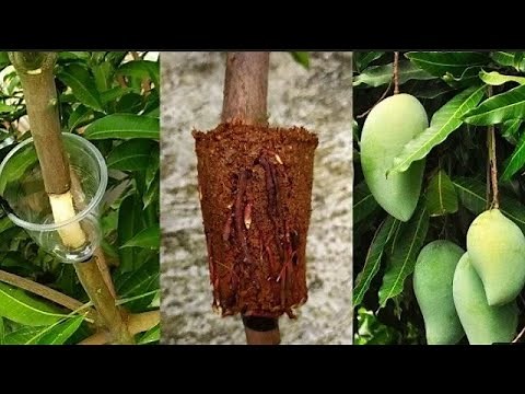 comment faire le bouturage du manguier