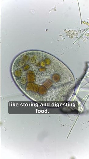 Microscopic Life in a Drop of Ocean Water