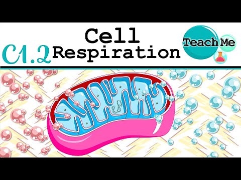 (C1.2) - Cellular Respiration - IB Biology (SL/HL)