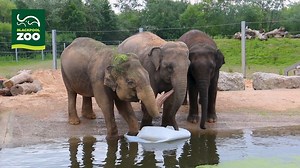 🔊 Sound on for elephant squeaks! 🐘 Our keepers are always coming up with creative forms of enrichment for all of our animals across the zoo. In the lead up to #worldelephantday on Friday 12th August, our Section Manager of Elephants, Adam, talks us through why different enrichment methods are so important when it comes to providing world-class care for our herd of elephants. We'll also be hosting a Q&A session over on our Instagram Stories to celebrate World Elephant Day so, if you've got a qu