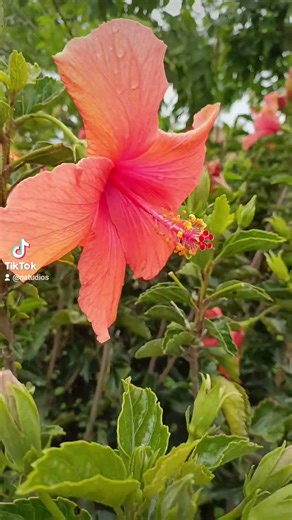 Flor de Vida #creaciondivinayperfecta #pazinterior #fraganciaybendicion #azucenas #oracion #fé