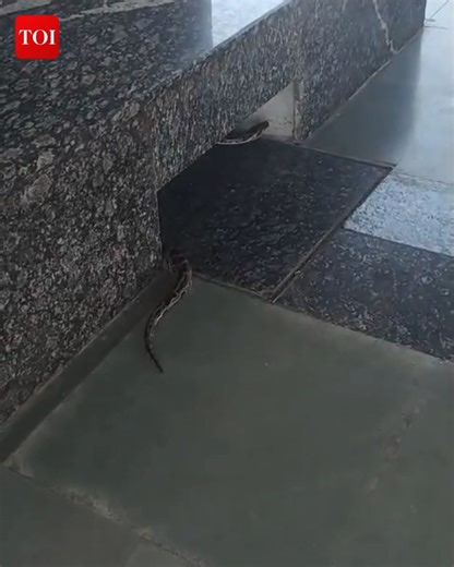 Panic unfolded at #Rishikesh's railway station as a snake was spotted slithering along the platform | The Times of India