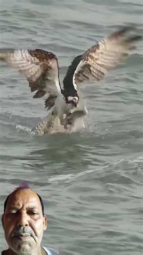 Crazy Osprey almost drowns trying to lift big fish from the ocean. #bird #birds #ospreys #eagle