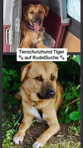 Rudelsuche on Instagram: "***Update: Tiger hat sein Rudel gefunden!*** Tigers Pflegestelle zieht um und er kann leider nicht mit, bitte kommentieren und teilen damit er gesehen wird. 🐶Name: Tiger 📍auf Pflegestelle in 30171 Hannover Geschlecht: männlich Alter: 22.11.2023 Kastriert: nein Größe: ca. 55cm Verträglich mit Hunden: ja Verträglich mit Katzen: kommt drauf an Kompatibel mit Kindern: ab ca. 10 Jahren, müssen seine Grenzen akzeptieren Gechipt, geimpft gegen Innen- u. Außenparasiten behand