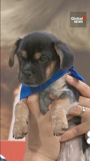 Puppy Bowl XXI: These adorable pups ready to ruff it out on Super Bowl Sunday! 🐶🏈