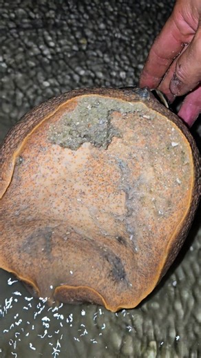 Ismail Jlaida on Instagram: "Weird snail! #fishing #fishingtrip #fiching #viral #fishingaddict"