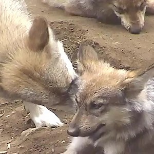 This is what family looks like. For wolves, bath-time isn’t only fun, it helps strengthen family bonds. When Mexican gray wolf Belle licks and nibbles her daughter, she doesn't only keep her kiddo’s fur clean and free of debris; her grooming efforts reaffirm the unique emotional bonds that shape the foundation of the family. Because when it comes to wolves, it’s all about family. | Wolf Conservation Center