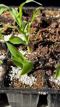 とうもろこしの育て方【種まき〜植付け】
