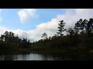 Wood ducks flying in