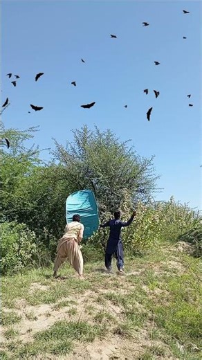 Epic Black Bird Hunt in the Wild Fields | Amazing Village Hunting Skills!