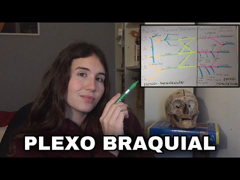 BRACHIAL PLEXUS - ANATOMY