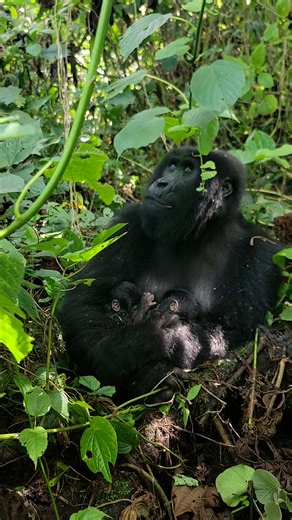 RAW VIDEO: Double trouble! Endangered mountain gorilla gives birth to twins