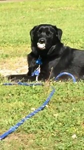 26K views · 327 reactions | "My sister just had a baby and found her dog sitting outside like this " | Current Vibes | Facebook