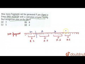How many fragments will be generated if you digest a linear DNA molecule with a restriction