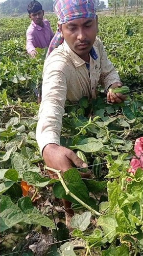 Morning Farming Routine | Pointed Gourd Harvest 🥒 #shorts