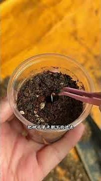Seedling raising tips that even beginners can easily learn; this method works for most vegetables...