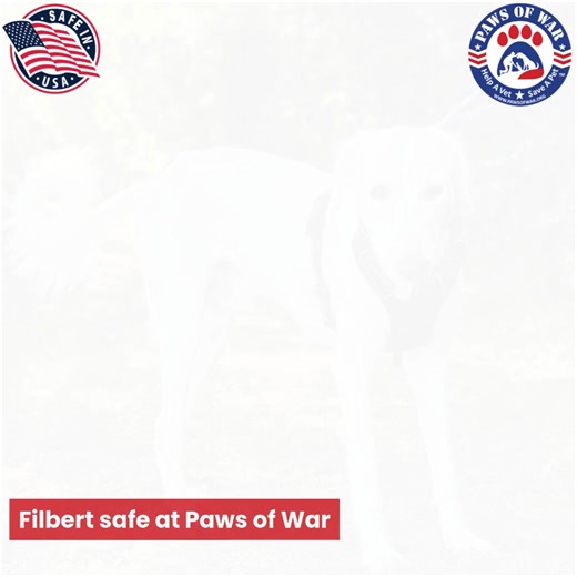 FOLLOW FILBERT'S STORY: During his deployment, Staff Sgt. Nick never imagined that a tiny puppy named Filbert would become such an important part of daily life on his remote base. From napping on equipment to greeting soldiers after missions, Filbert lifted spirits when they were needed most. 🐾❤️ Thanks to Paws of War, Filbert was safely rescued and is now in the U.S., waiting to be reunited with Nick. Nick shared: “We’re planning a reunion where everyone who served with him will see a healthy,