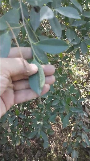 Green Ficus Tree | Weeping Fig | Ficus Benjamina | Engineer Ka Bagh #gardening #tree #nature