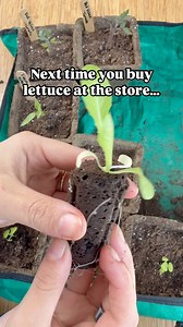 Still buying those plastic salad cartons every week? 🥬 Skip the store and grow your own lettuce instead—it’s cheaper, fresher, and honestly way more satisfying. Lettuce grows fast. From transplant size, you’ll be picking leaves in about 2 weeks. Starting from seed? Expect your first harvest in just 3–4 weeks. Now’s the perfect time to plant: 🌱 In warm climates, direct sow lettuce seeds outdoors. 🌿 In cool climates, start lettuce seeds indoors under grow lights or on a sunny windowsill. You ca