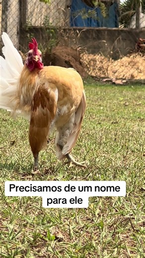 Sugestões de Nomes para o Novo Reprodutor de Serama
