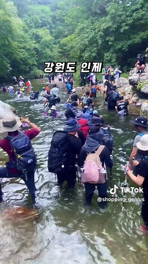 ⬇️계곡 트레킹 장소⬇️ - ✅여기는 한 여름에만 짧게 즐길 수 있는 계곡 트레킹 명소 강원도 인제 아침가리 계곡입니다. ✅사람의 손길이 닿지 않다 보니 원시림의 모습을 간직한 계곡인데요.. 물 길을 걷는 트레킹으로 유명해 지다 보니, 연휴와 주말엔 사람이 너무 많습니다. ✅용사님들~ 다녀오실때는 가져간 쓰레기 꼭 회수하시고 사람 많은 주말 피해서 얼마 남지 않은 여름 시원하게 보내셔요^^ 📍아침가리 계곡 위치 강원도 인제군 기린면 진동리 - #계곡트레킹 #아침가리계곡 #아침가리트레킹 #전사장