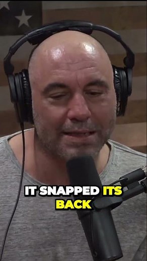 Terrifying Encounter Grizzly Bear Takes Down Huge Moose in Jaw Dropping Display of Power