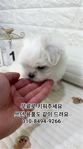 #말티즈분양 #말티즈책임분양 #말티즈무료분양 #말티즈입양 #강아지무료분양 #강아지책임분양 #서울강아지분양 #인천강아지분양 #부천강아지분양 #무료분양