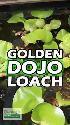 3.5K views · 47 reactions | This is why everyone should own a GOLDEN DOJO LOACH! If you haven't been aware, we love them here in the greenhouse! Are you keeping any? What do you feed them? TANK ON! #goldendojoloach #fish #aquarium #fishtank #aquariumfish | Dustin's Fishtanks | Facebook