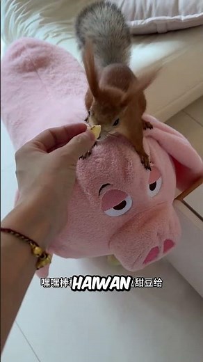 Bagi makan 10 haiwan peliharaan