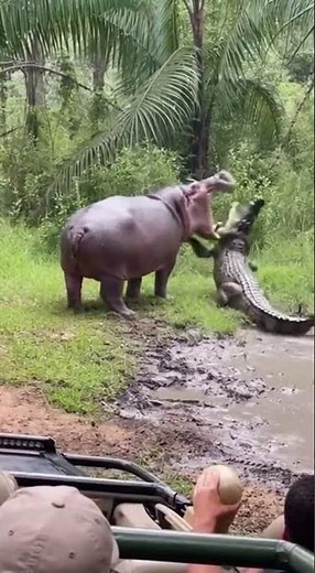 Wild Animal Battle: Hippo Chases Crocodile Off Land – Real Safari Footage from Africa