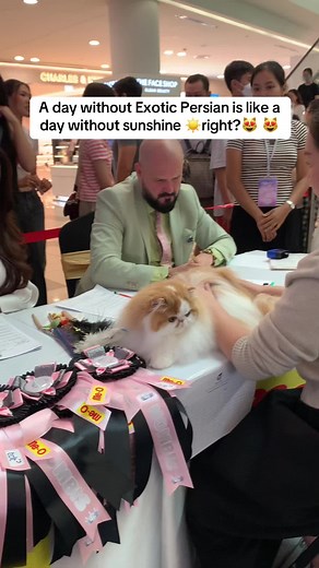 A day without Exotic Persian is like a day without sunshine ☀️right?😻 #fyp #catsoftiktok #persiancat