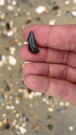 Broken mako found on the shores of Calvert cliffs!