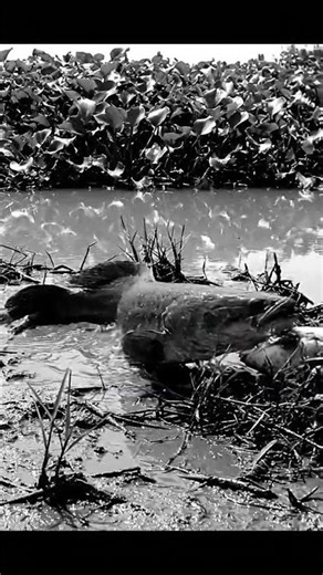 🤯 Unbelievable Mud Fishing! 🎣 You Won't Believe What Happens! 🐟 #fishing #mudfishing