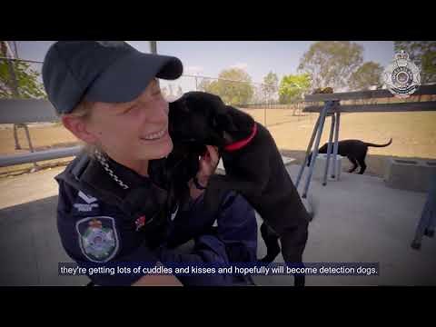 Meet the D Litter