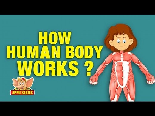 How the Human Body Works - Kids Animation Learn Series
