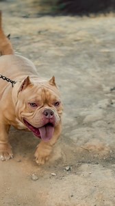 🔥🔥🔥 | American Bully & Exotic Universe