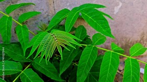 Deciduous Plant Chinese sumac, Ailanthus altissima, or tree of heaven, stinking sumac, paradise tree, Ailanthus, varnish tree, copal tree. Green plant resembling a fern